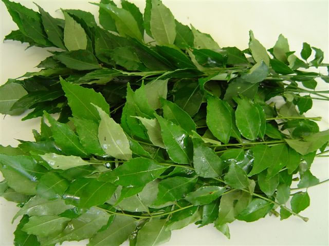 Herbs Curry Leaves
